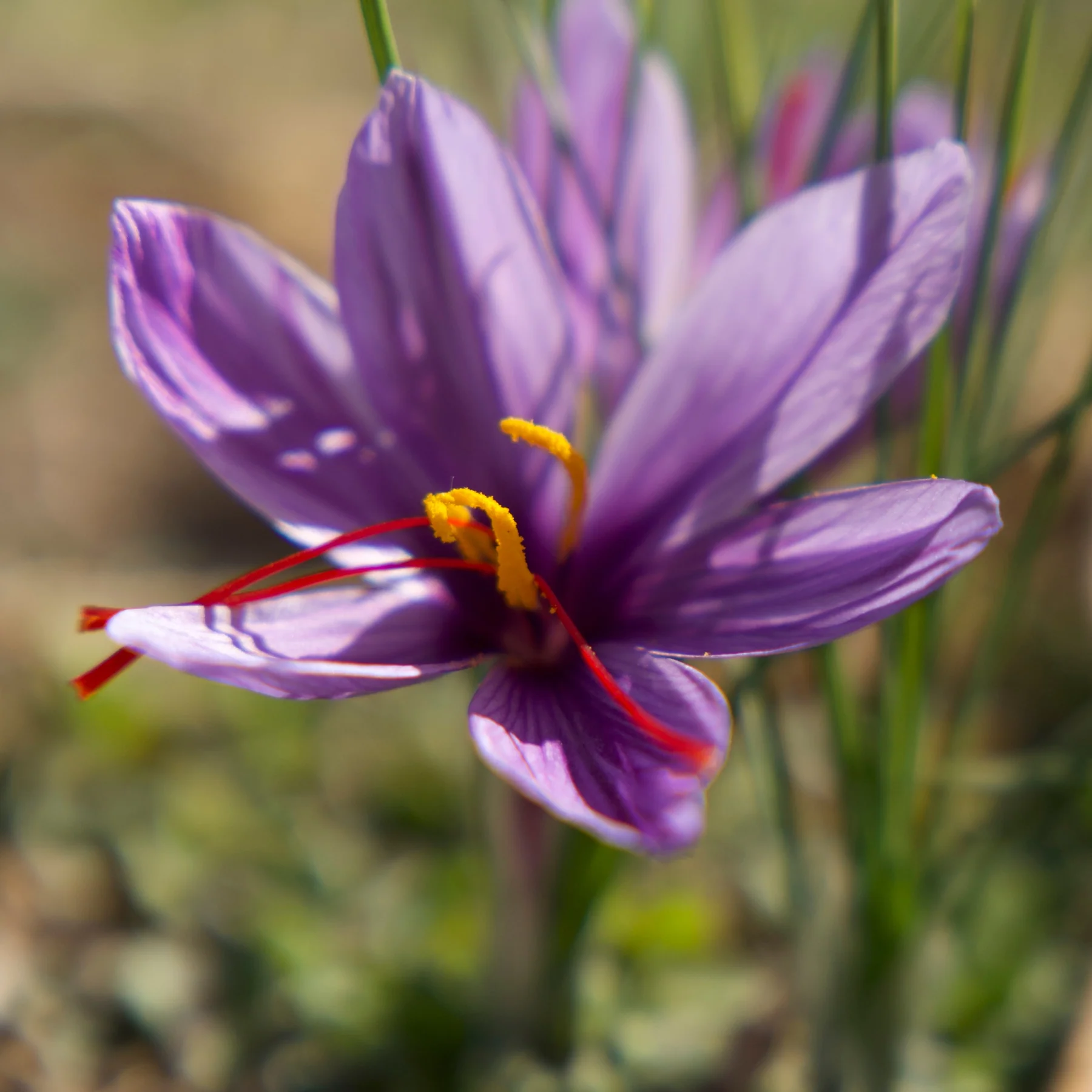 Saffron - Image 5