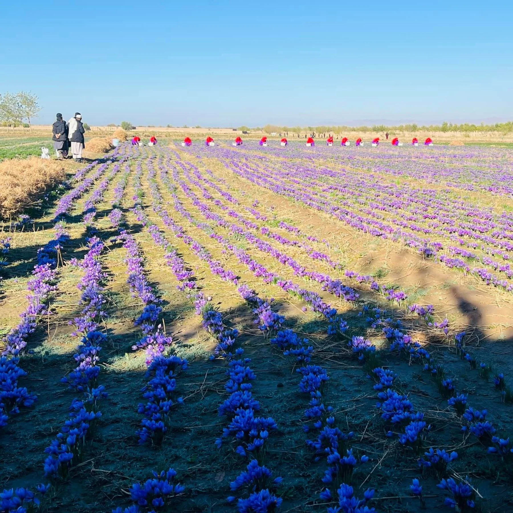 Saffron - Image 6